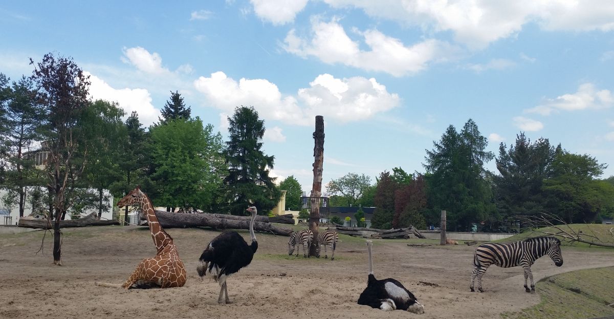 WROCŁAW - ZOO 